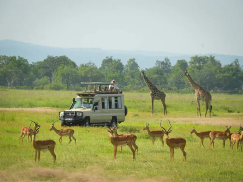 4 Days 3 Nights Tanzania Safari Wildlife Explorer