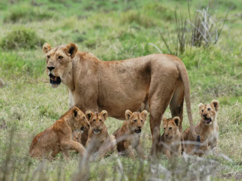 5 Days 4 Nights Tanzania Safari  Extended Serengeti