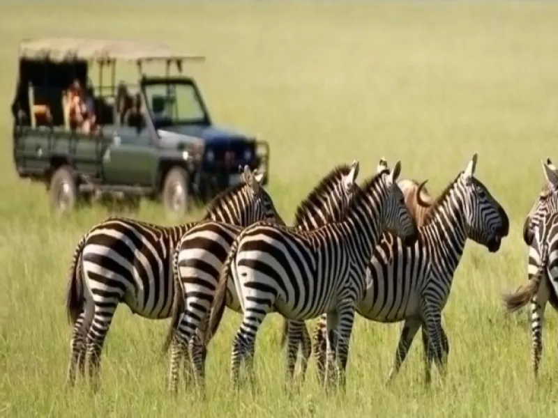 3 Days 2 Nights Tanzania Safari Northern Circuit