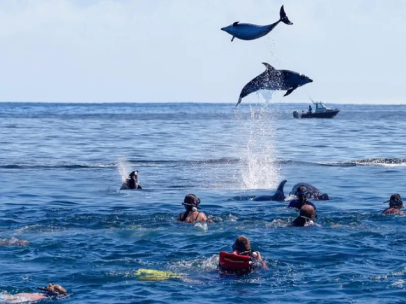 Kizimkazi Dolphin Experience