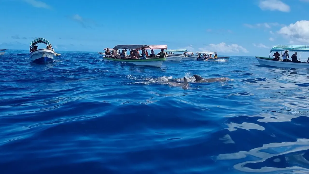 dolphin tour in zanzibar